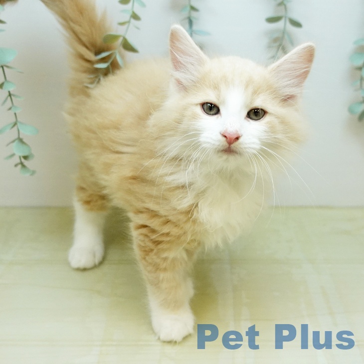 ノルウェージャンフォレストキャットの写真2