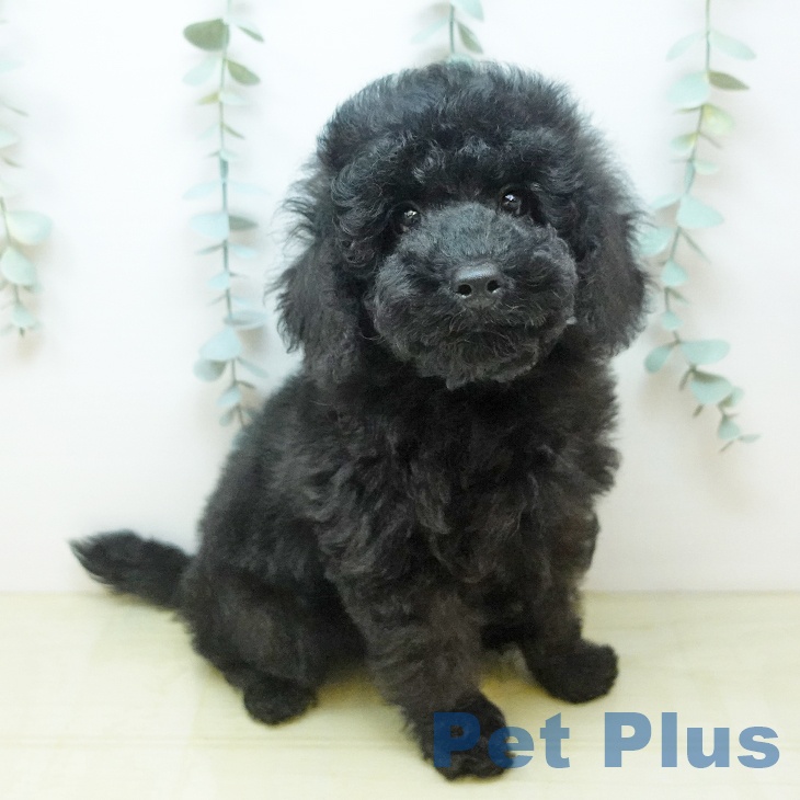 岡山県のトイプードル(トイ) (ペットプラス 岡山店/2026年8月14日生まれ/男の子/ブラック)の子犬の1枚目の画像