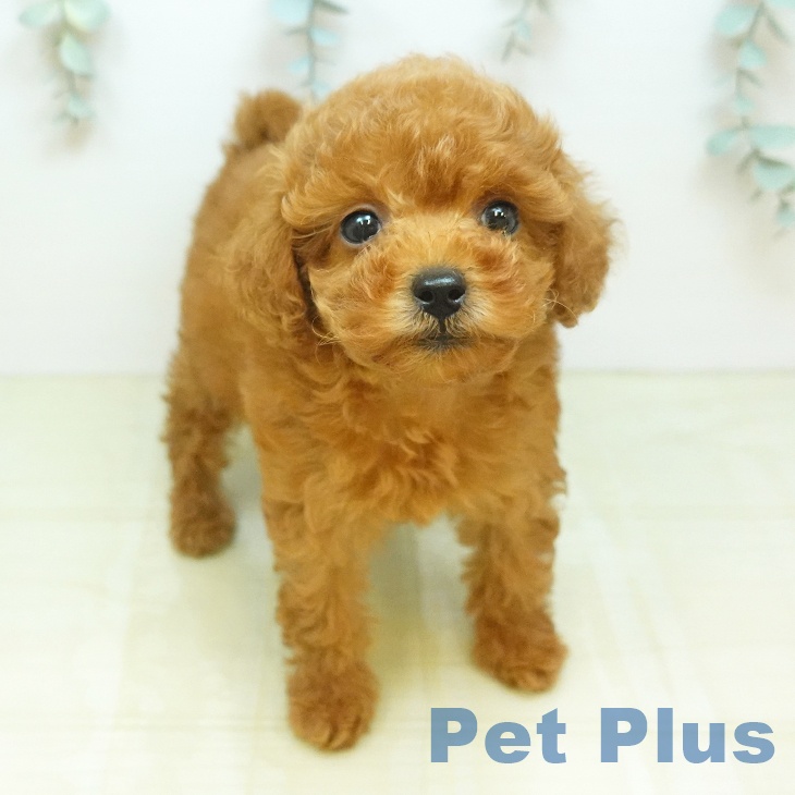 茨城県のトイプードル(トイ) (ペットプラス つくば店/2026年7月24日生まれ/女の子/レッド)の子犬の1枚目の画像