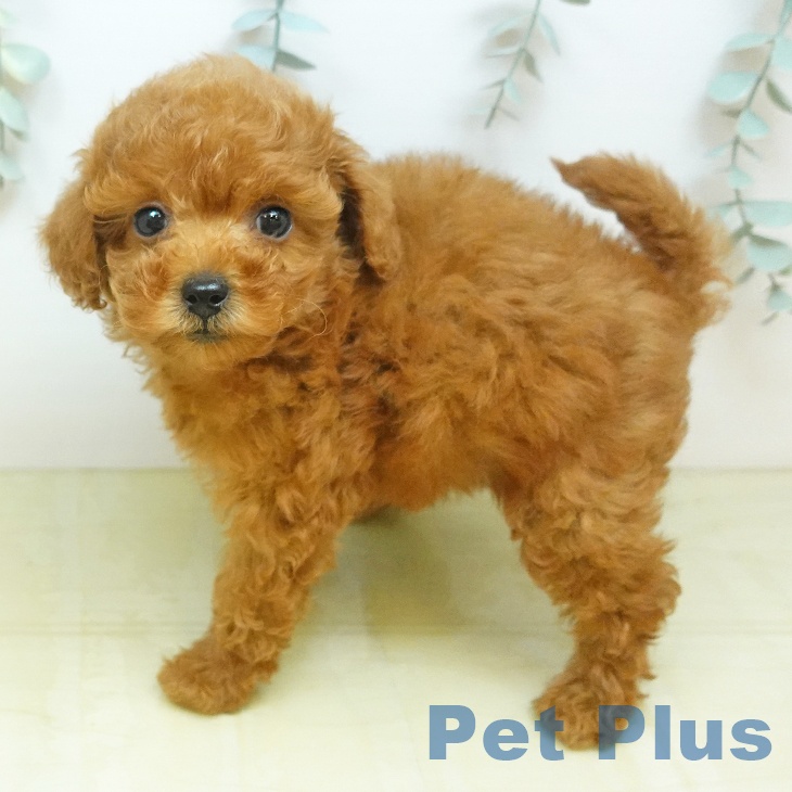 茨城県のトイプードル(トイ) (ペットプラス つくば店/2026年7月24日生まれ/女の子/レッド)の子犬の2枚目の画像