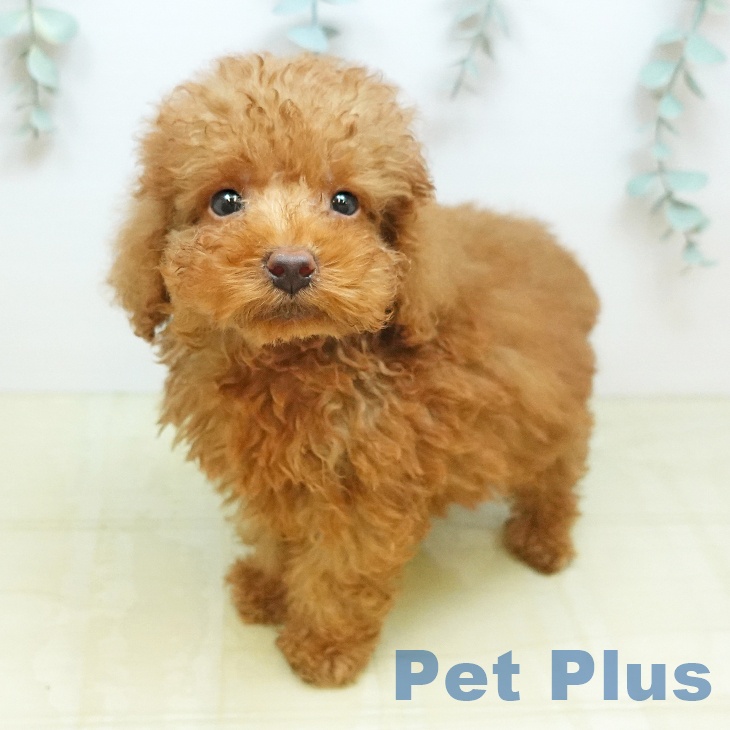岡山県のトイプードル(トイ) (ペットプラス 岡山店/2026年8月13日生まれ/男の子/レッド)の子犬の1枚目の画像