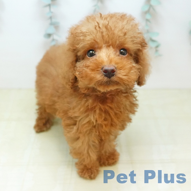 岡山県のトイプードル(トイ) (ペットプラス 岡山店/2026年8月13日生まれ/男の子/レッド)の子犬の2枚目の画像