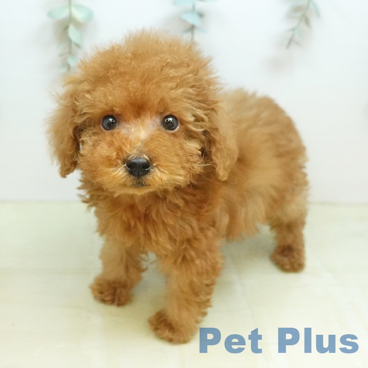鳥取県のトイプードル(トイ) (ペッツワン 日吉津店/2026年8月13日生まれ/男の子/レッド)の子犬の1枚目の画像