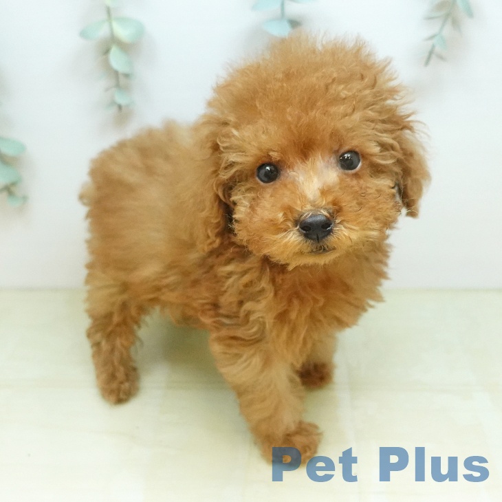 鳥取県のトイプードル(トイ) (ペッツワン 日吉津店/2026年8月13日生まれ/男の子/レッド)の子犬の2枚目の画像