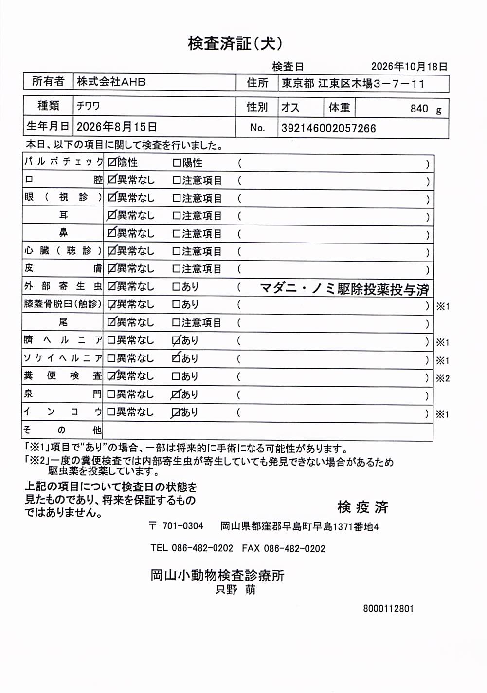 チワワ