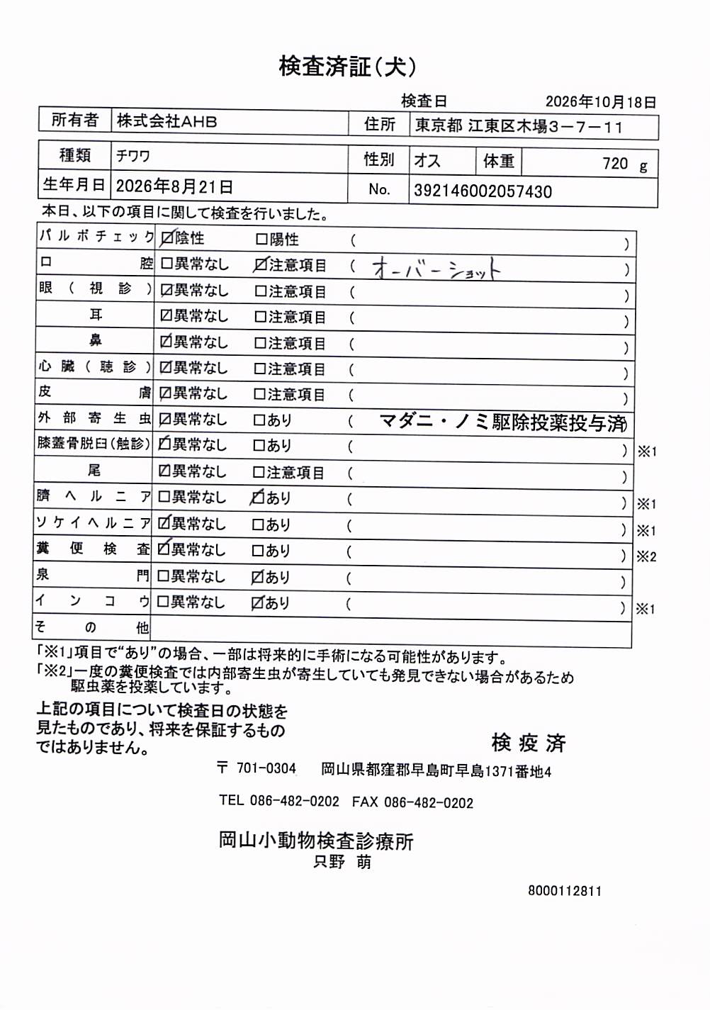 チワワ