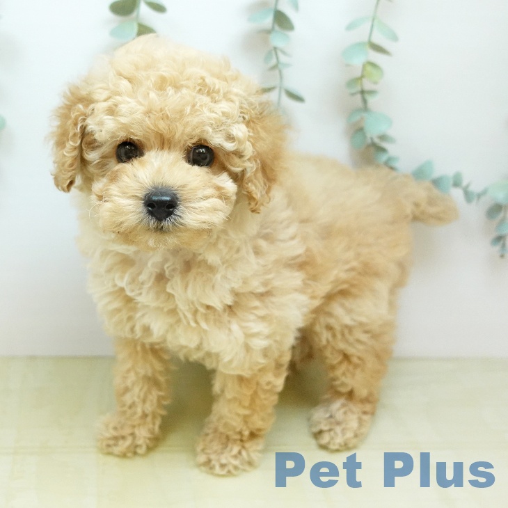 岡山県のトイプードル(トイ) (ペッツワン 岡山南店/2026年8月13日生まれ/男の子/クリーム)の子犬の2枚目の画像