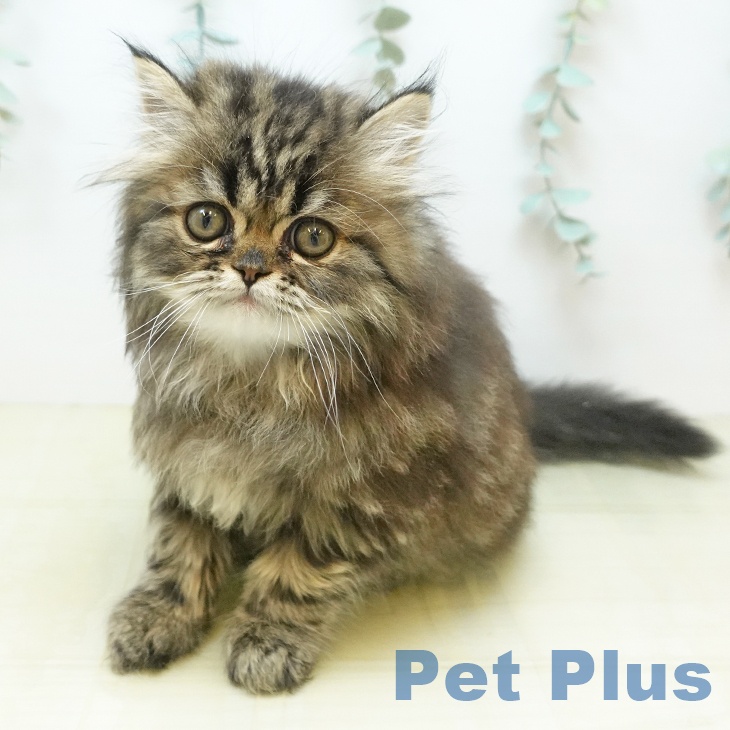 京都府のペルシャ (ペットプラス 久御山店/2026年8月29日生まれ/男の子/ブラウンタビー)の子猫の2枚目の画像