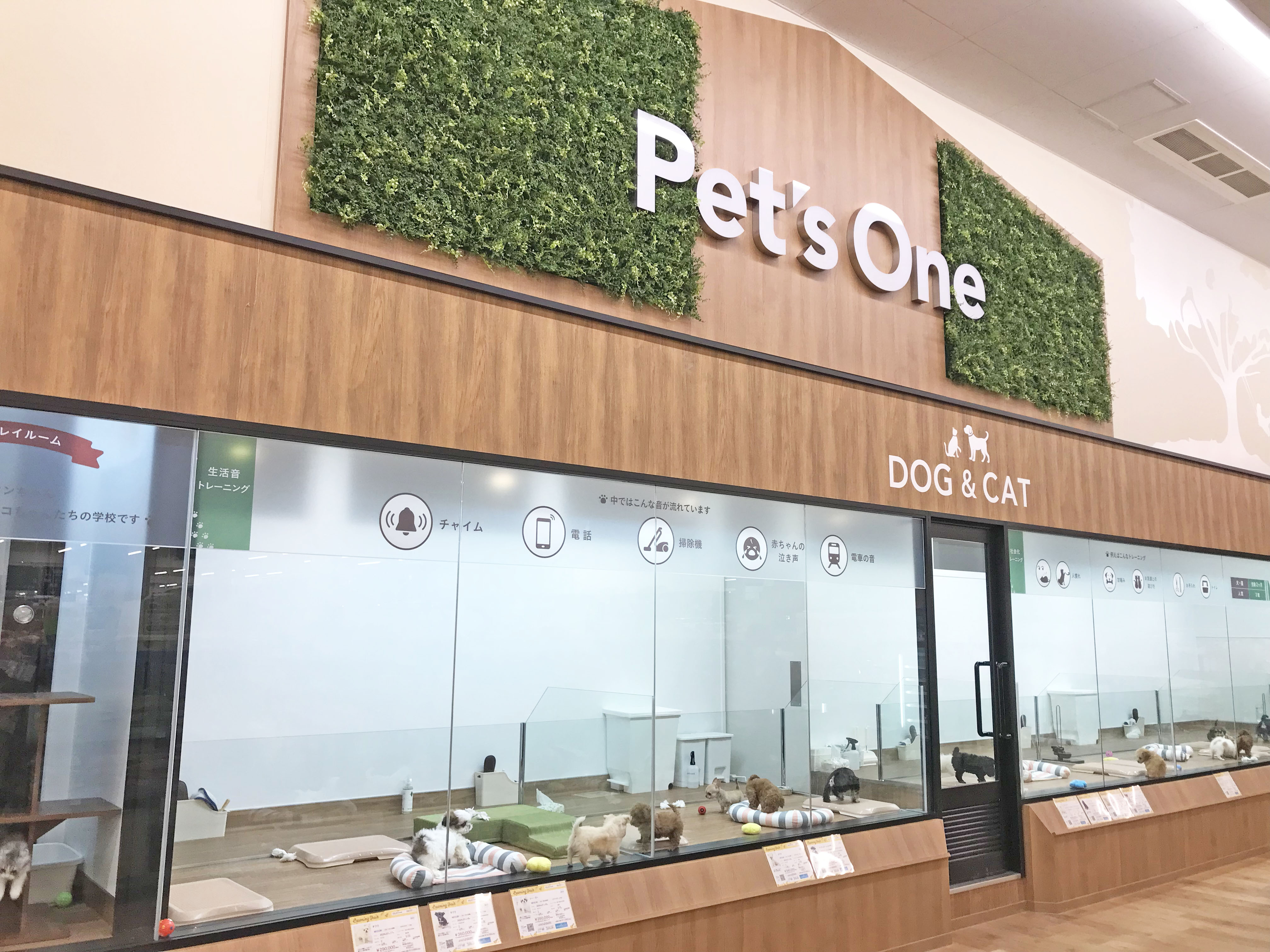 ペッツワン青梅インター店 子犬 子猫専門ペットショップの Petplus ペットプラス