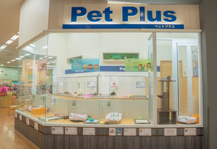 ペットプラス八千代緑が丘店 子犬 子猫専門ペットショップの Petplus ペットプラス