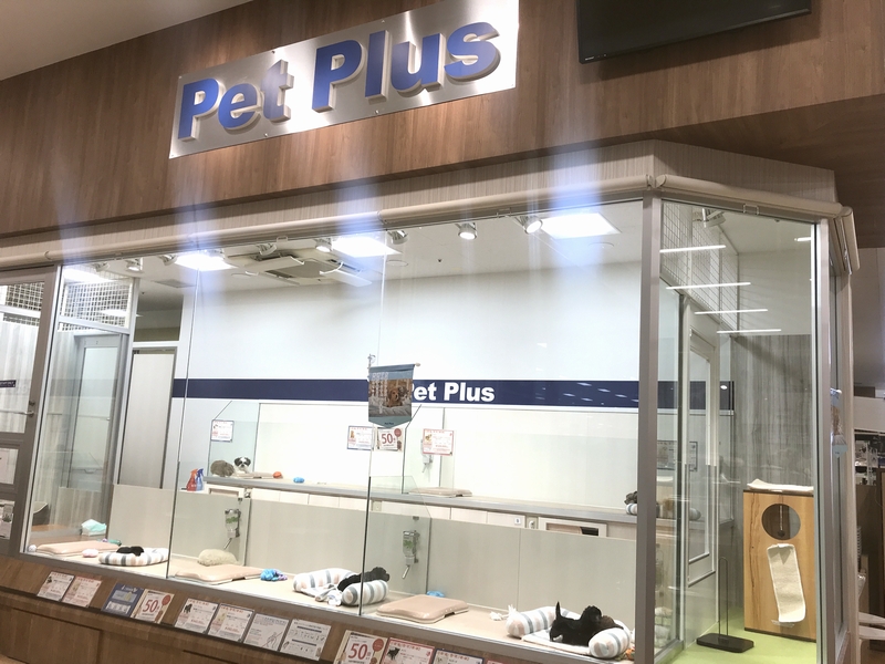 ペットプラス柏店 子犬 子猫専門ペットショップの Petplus ペットプラス