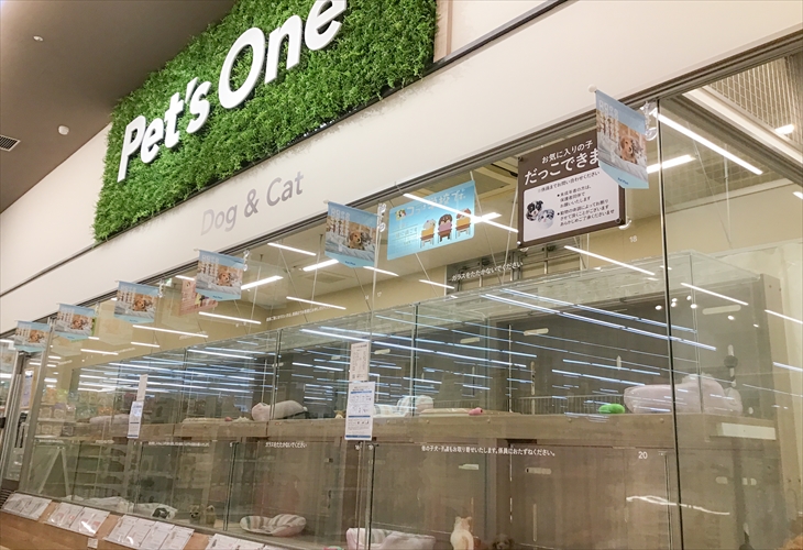 ペッツワン横須賀久里浜店 子犬 子猫専門ペットショップの Petplus ペットプラス