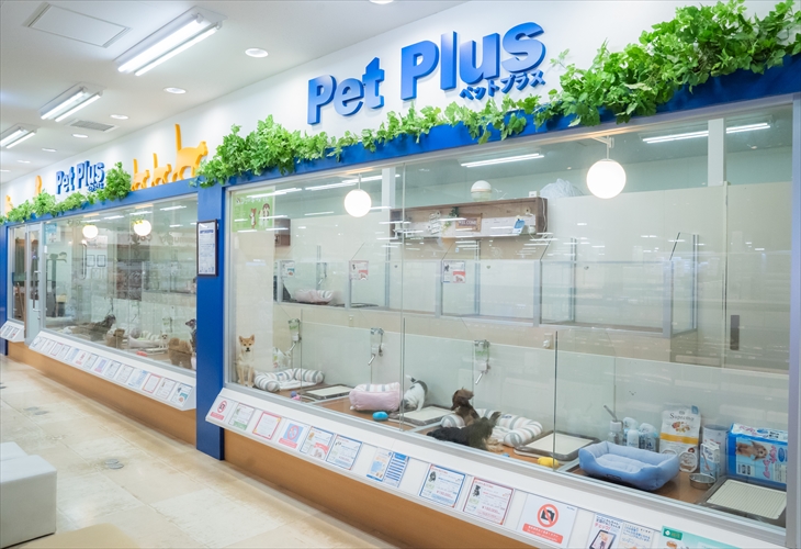 ペットプラス アミーゴ藤沢店 子犬 子猫専門ペットショップの Petplus ペットプラス