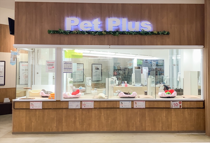 ペットプラス船橋店 子犬 子猫専門ペットショップの Petplus ペットプラス