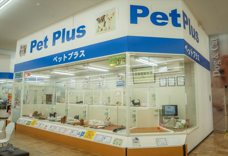 ペットプラス岩槻店 子犬 子猫専門ペットショップの Petplus ペットプラス