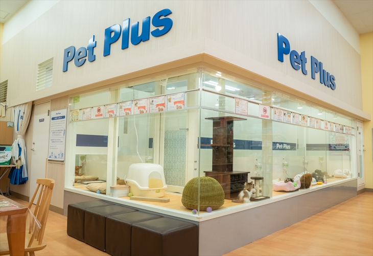 ペットプラス海老名店 子犬 子猫専門ペットショップの Petplus ペットプラス