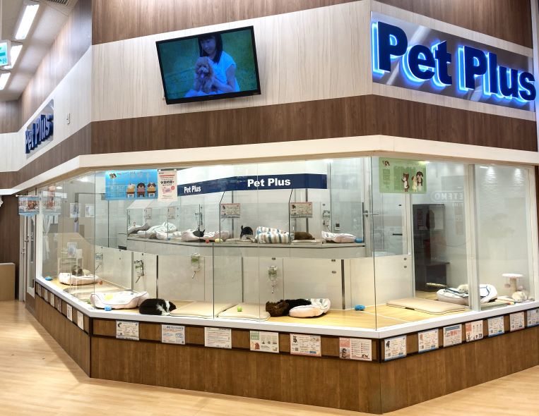 ペットプラス名古屋茶屋店 子犬 子猫専門ペットショップの Petplus ペットプラス