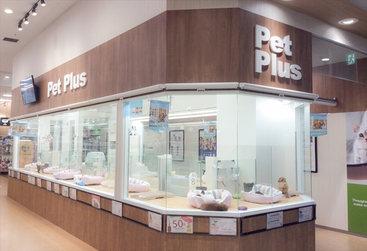 ペットプラス福岡店 子犬 子猫専門ペットショップの Petplus ペットプラス