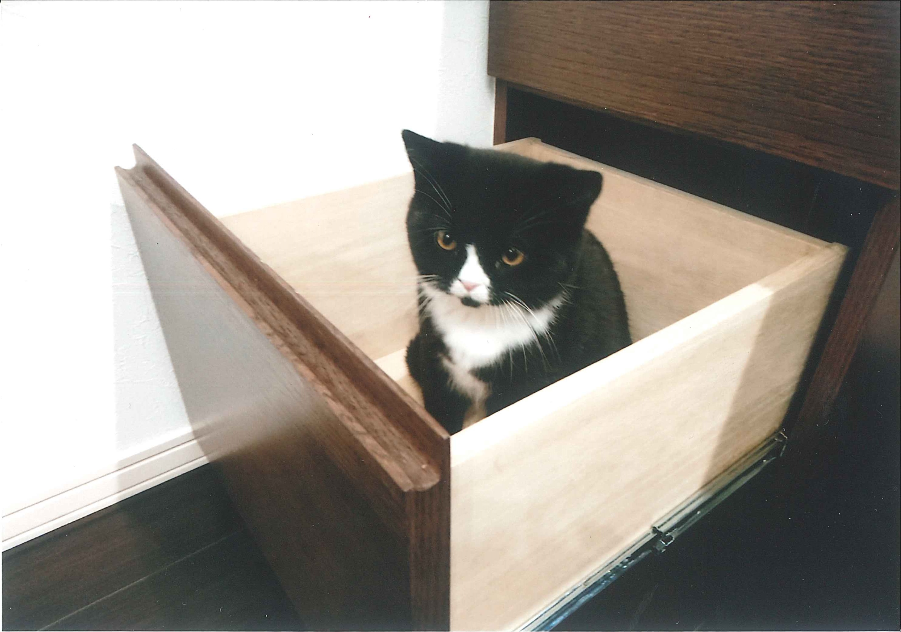 ちゃんこ