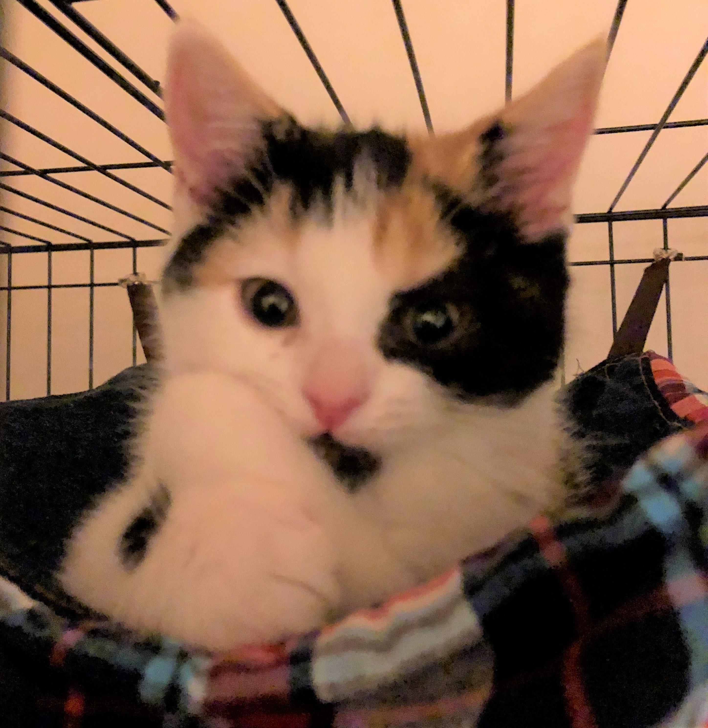 きなこ