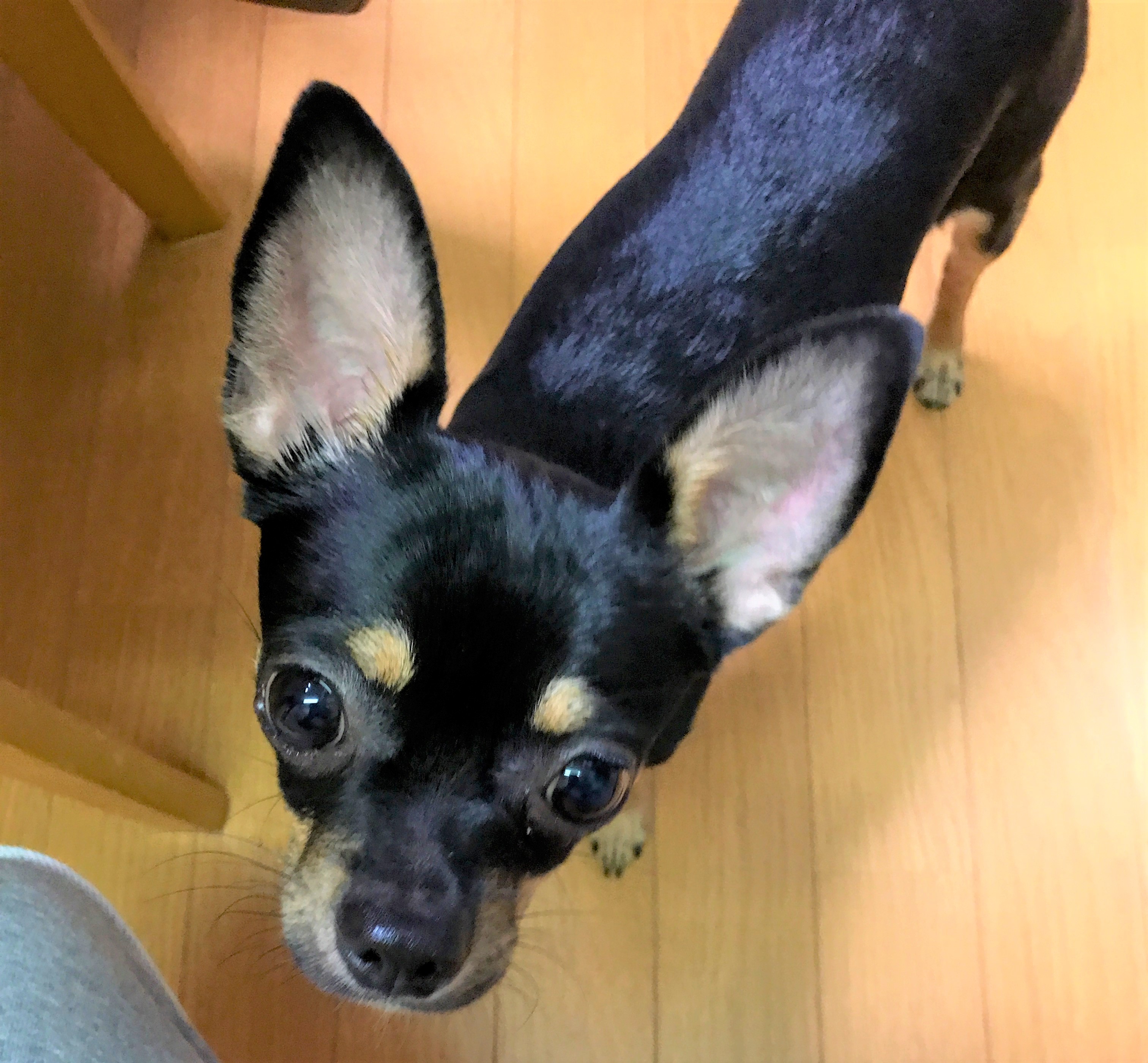 コトラ