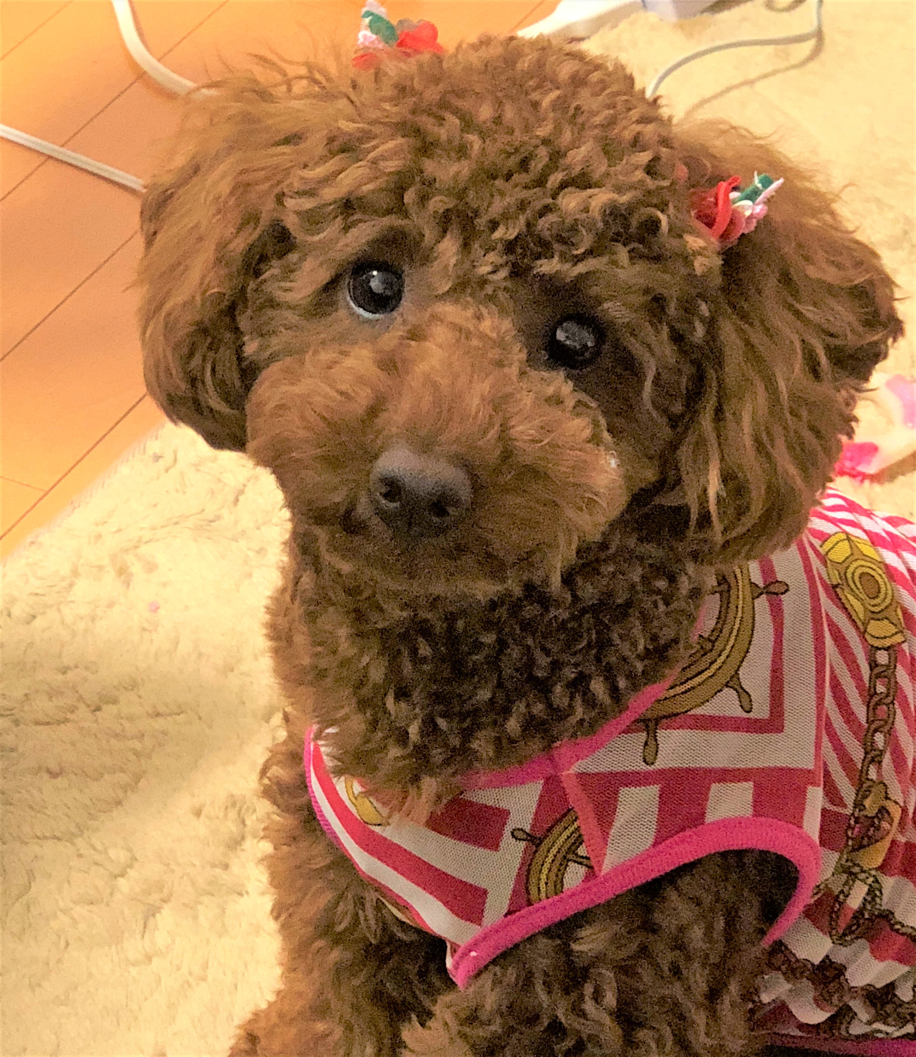 coco