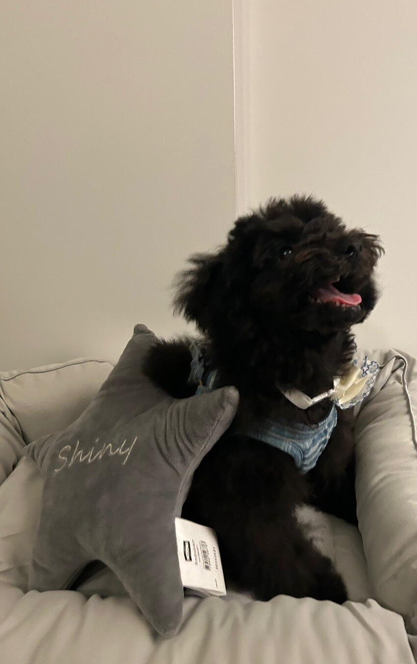 Thank ねばき You！パグちゃんサンタさん 