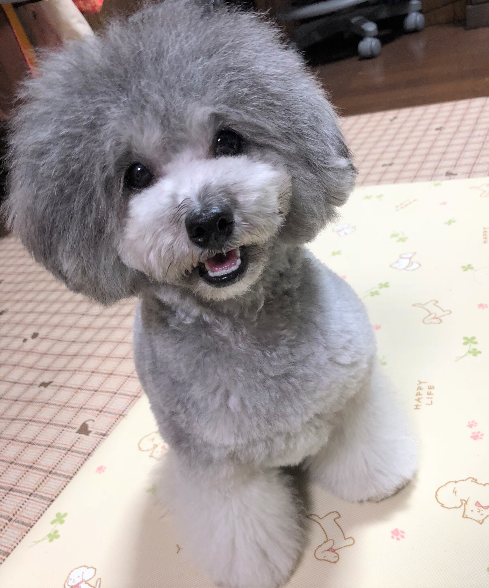まめ