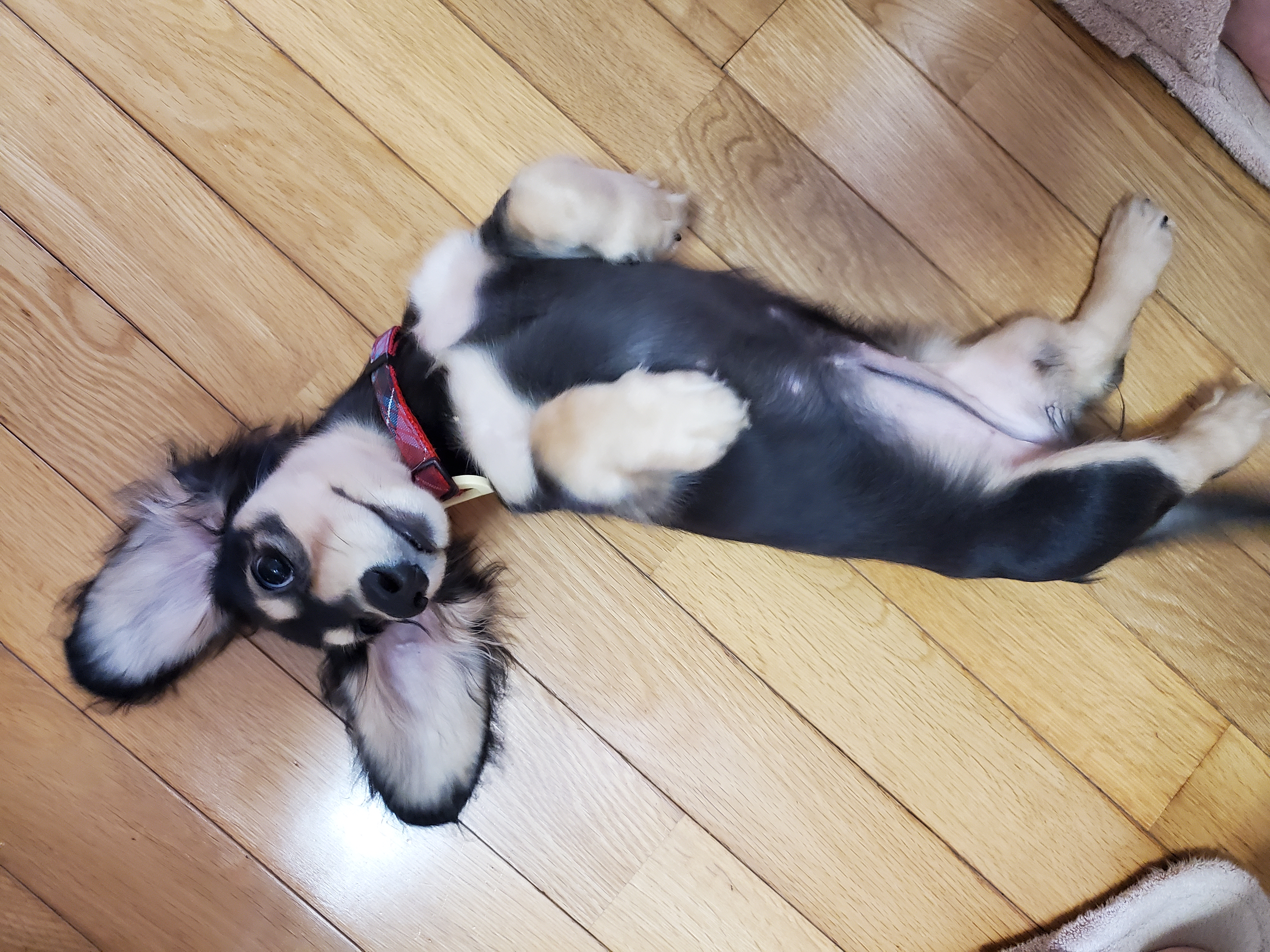 夏