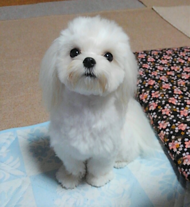 雪