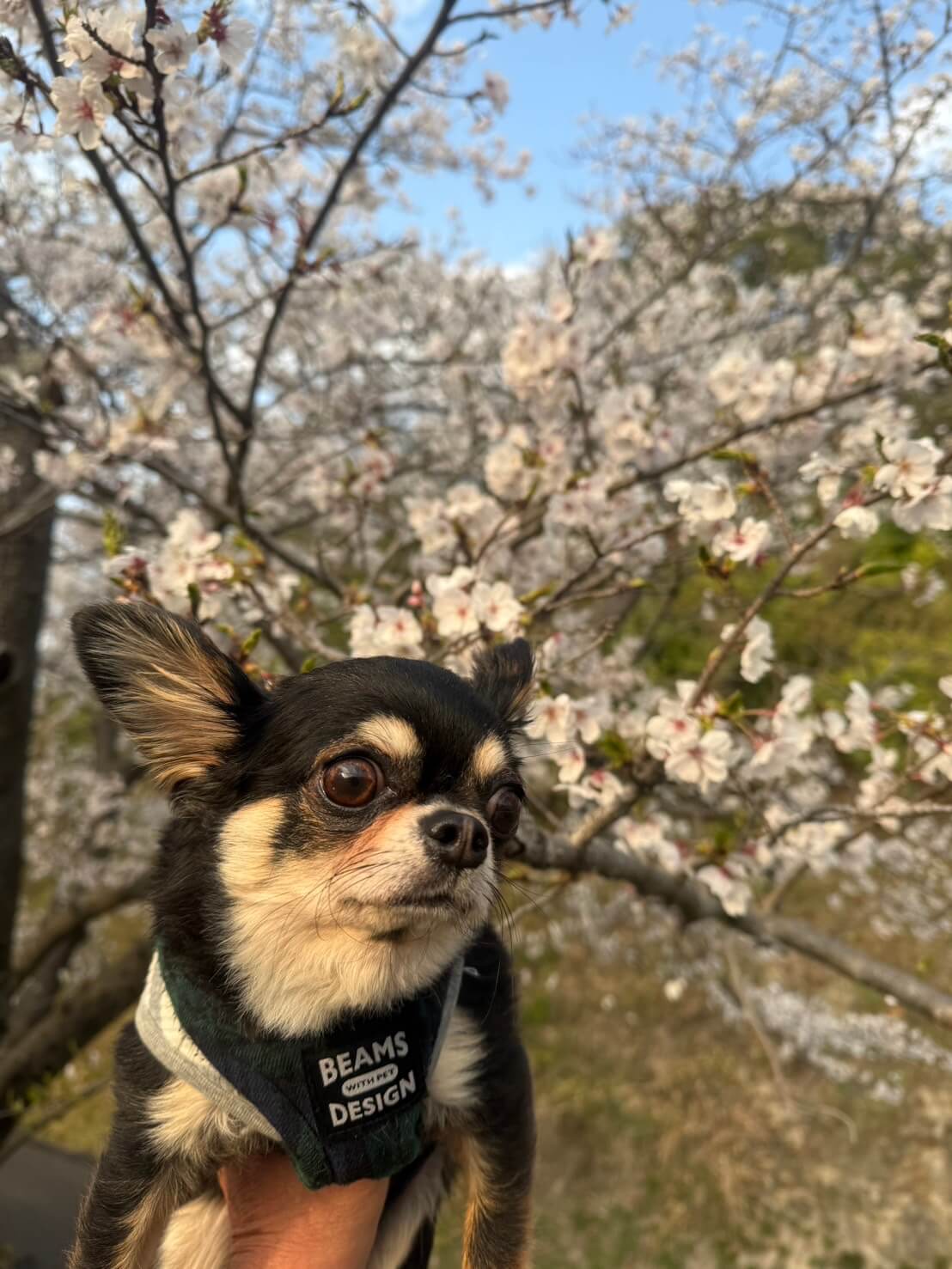 ココ
