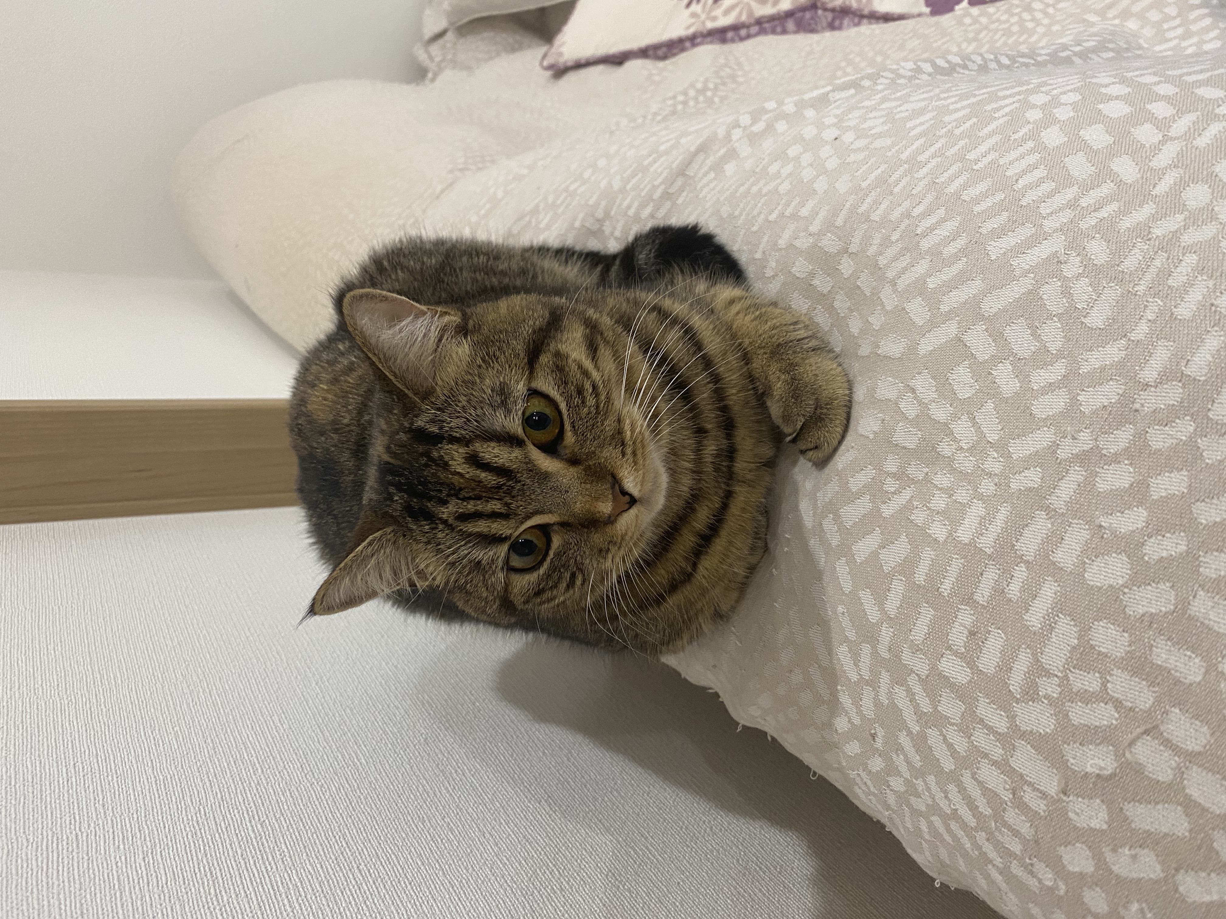 チャコ