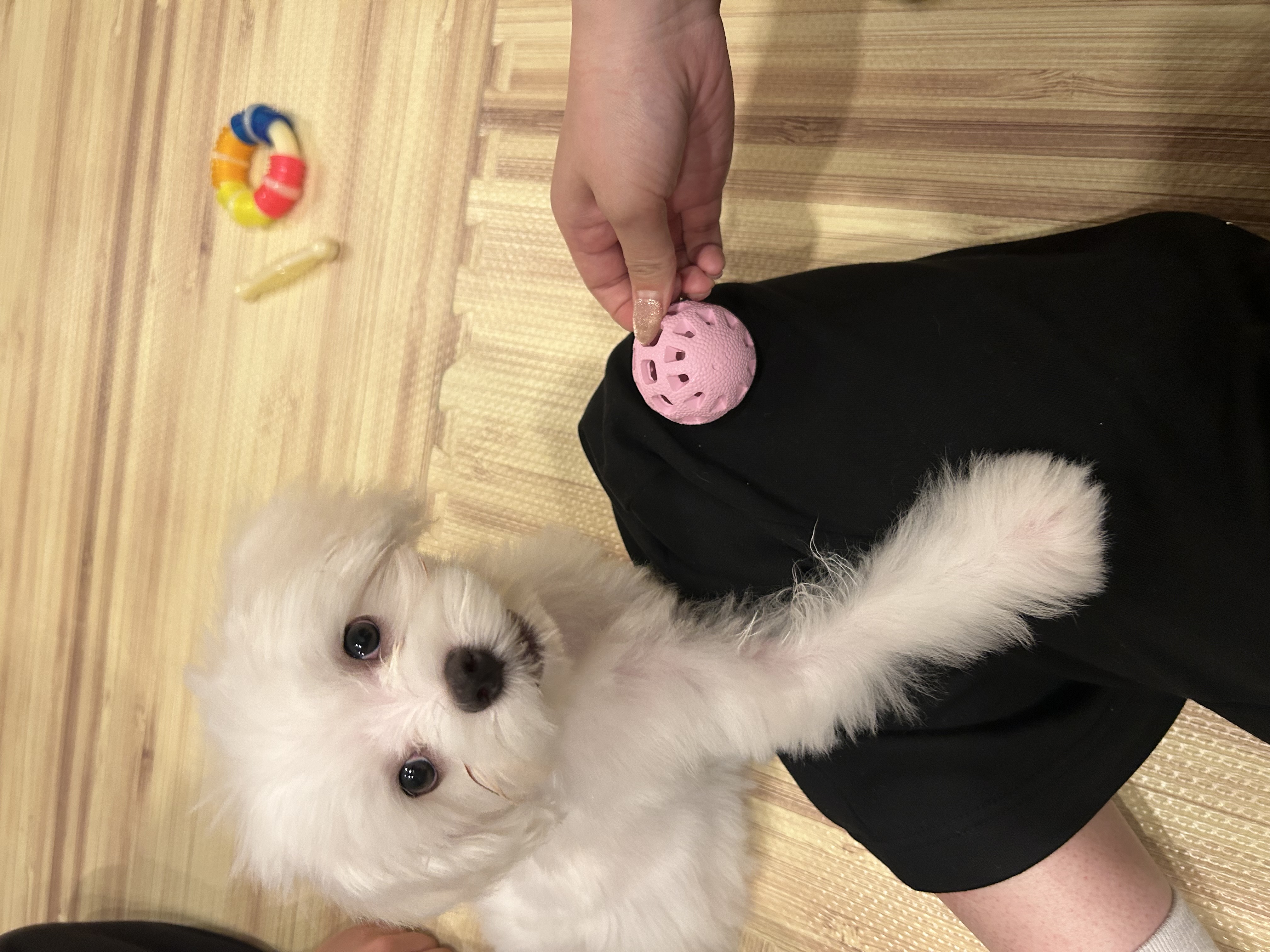 おこめ