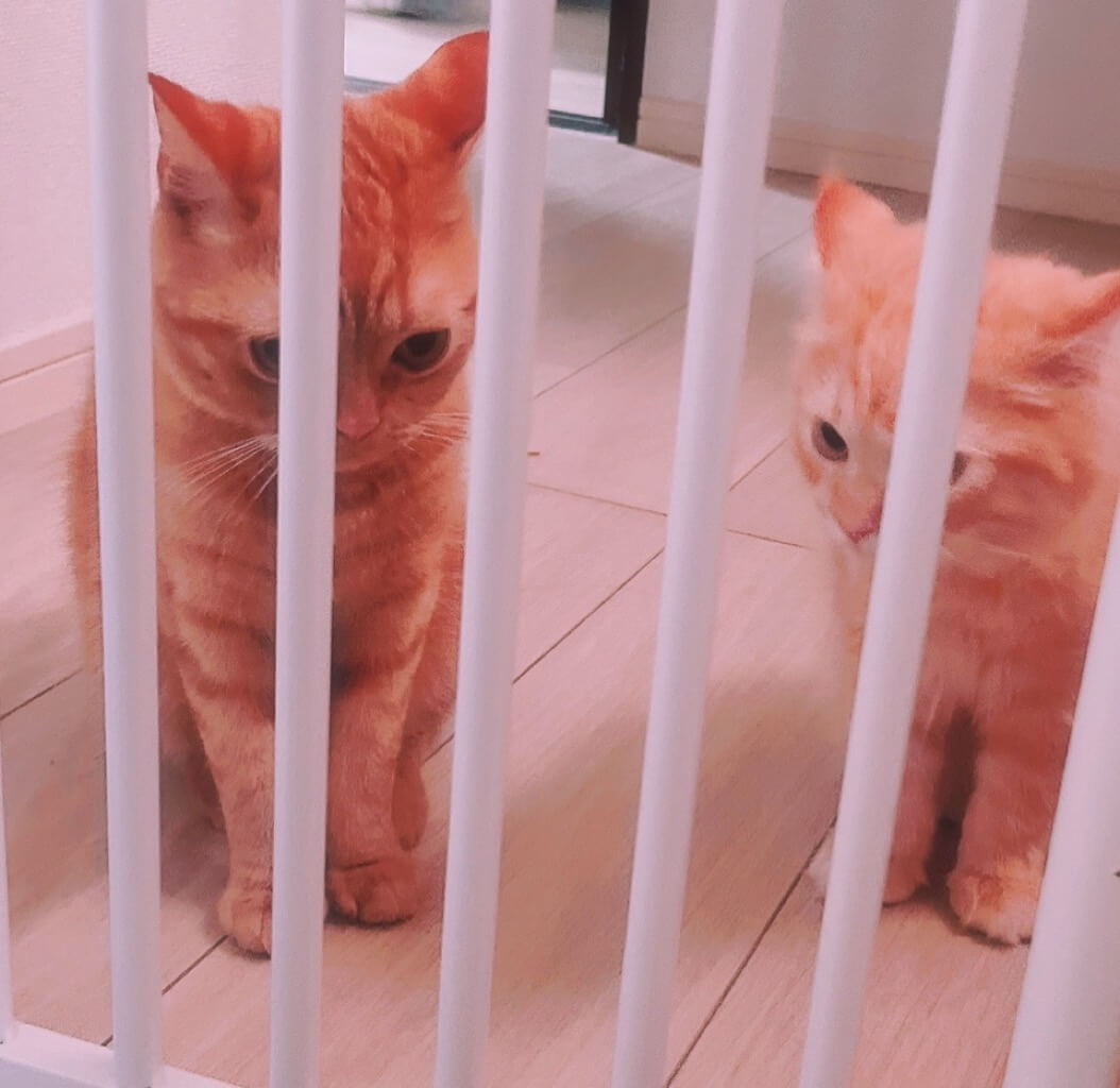 ラテ&きなこ