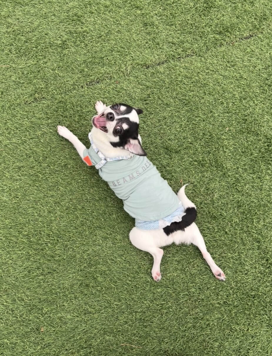 パピ