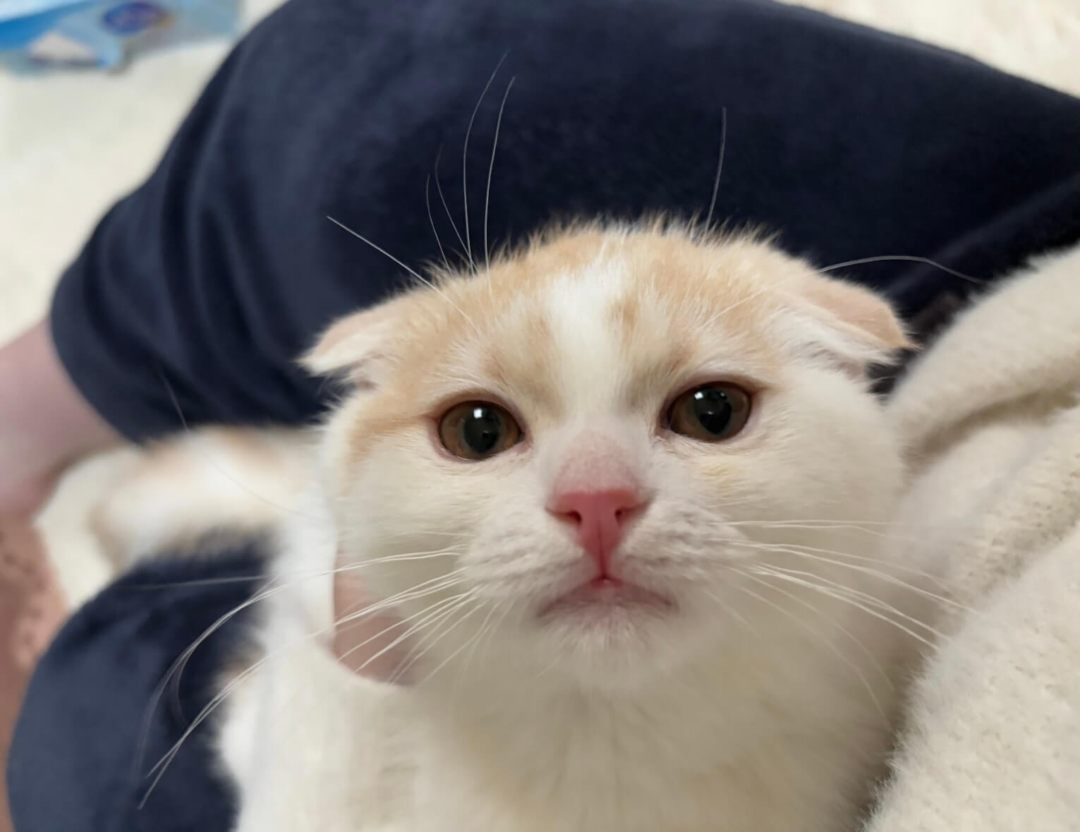 おもち