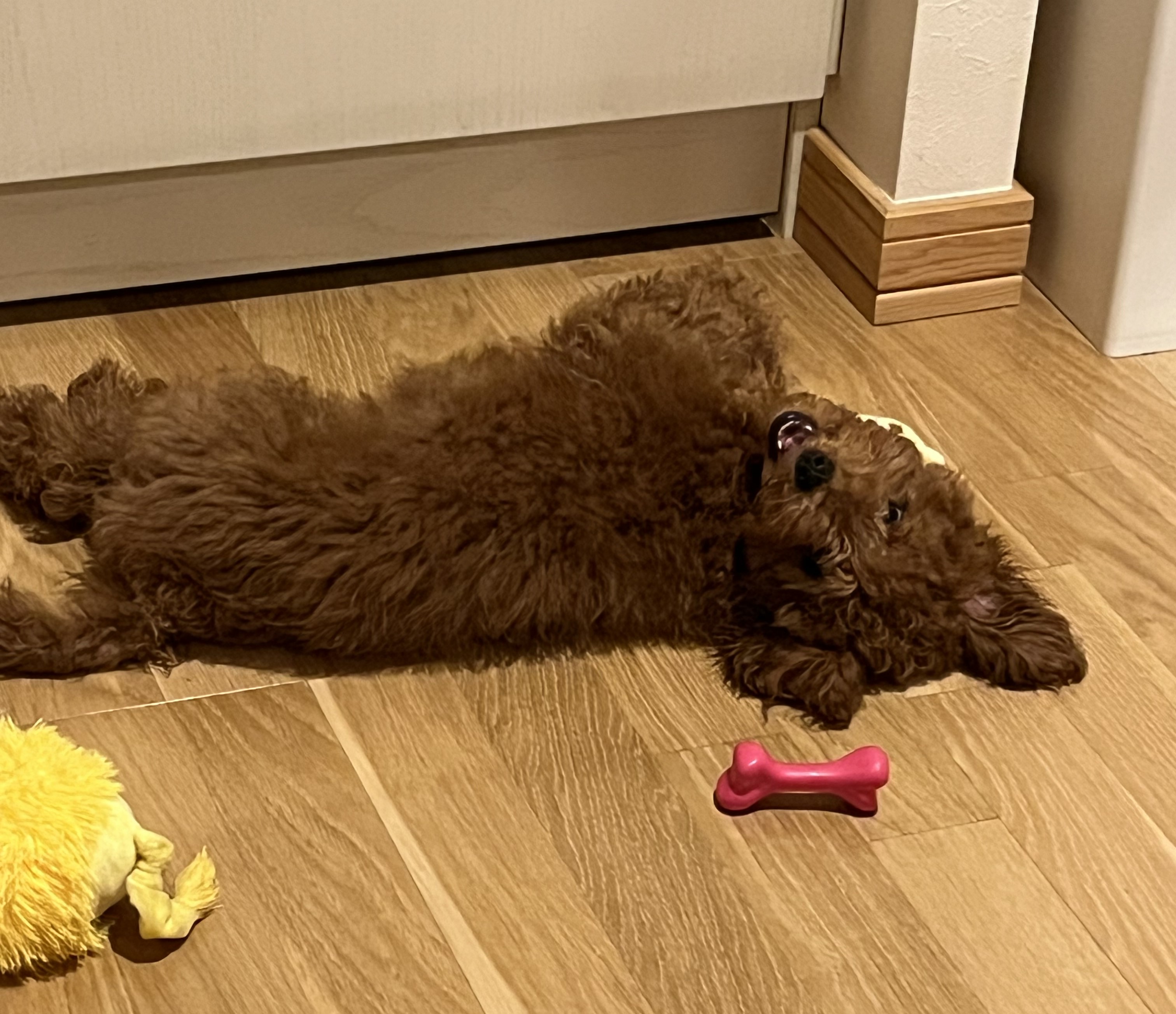 ひふみん