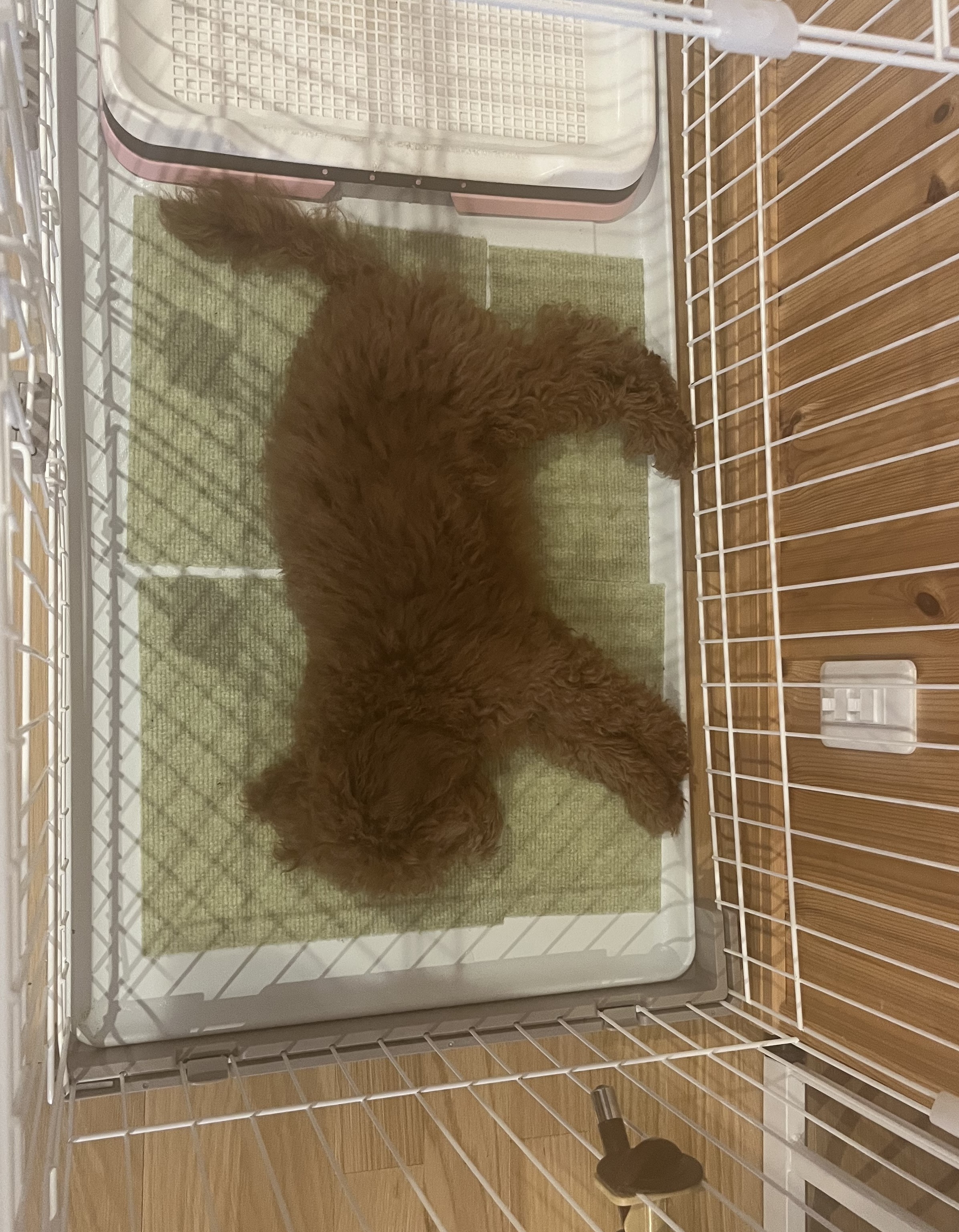 ひふみん