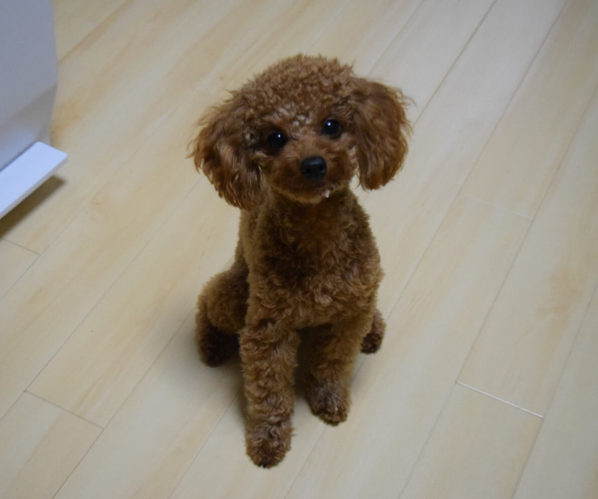 シャオ