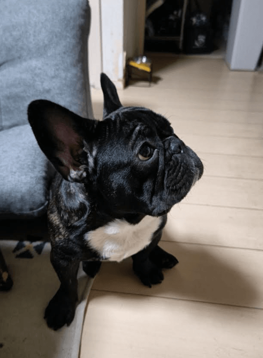 ぶぶか