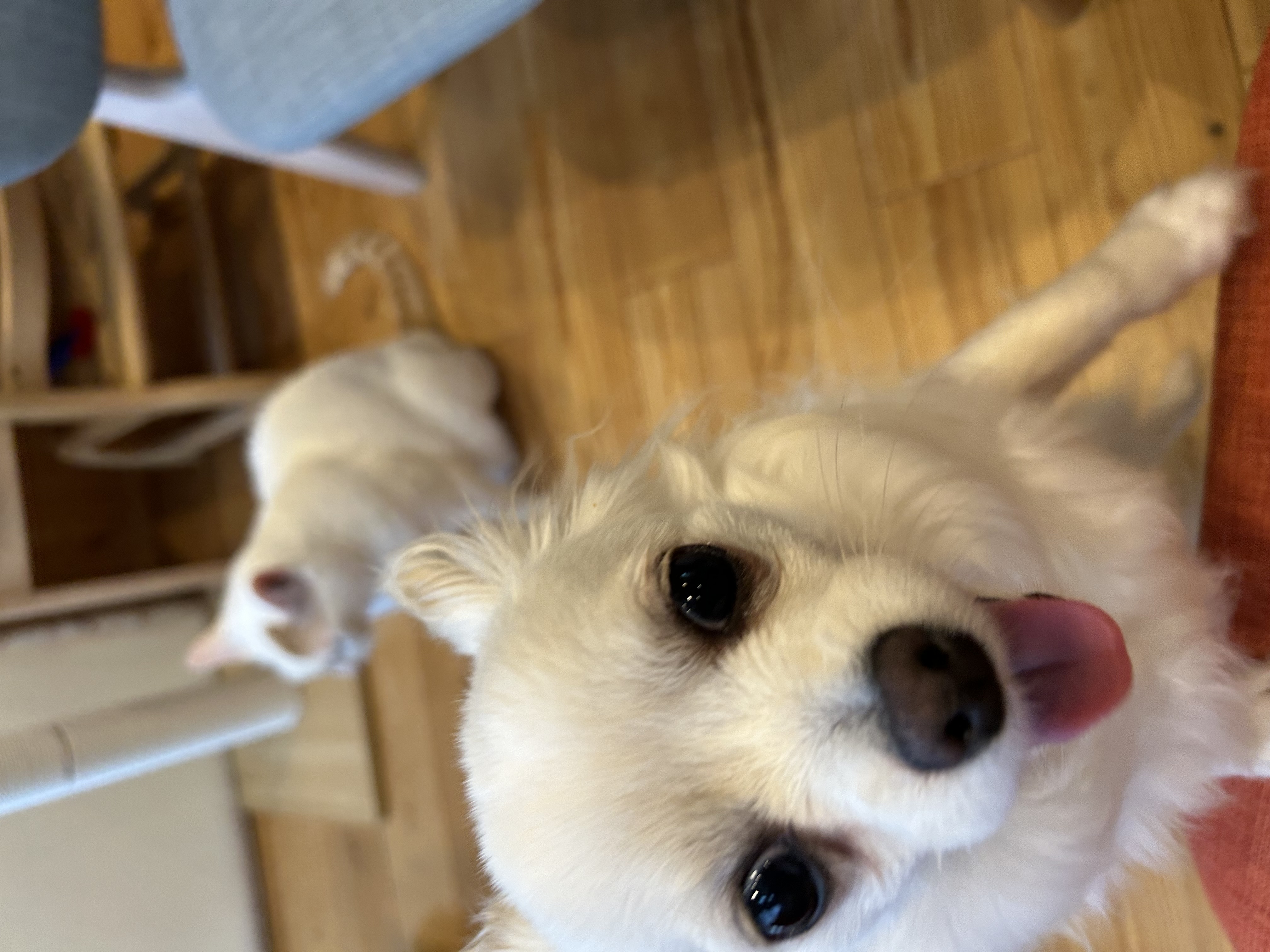 ピピ