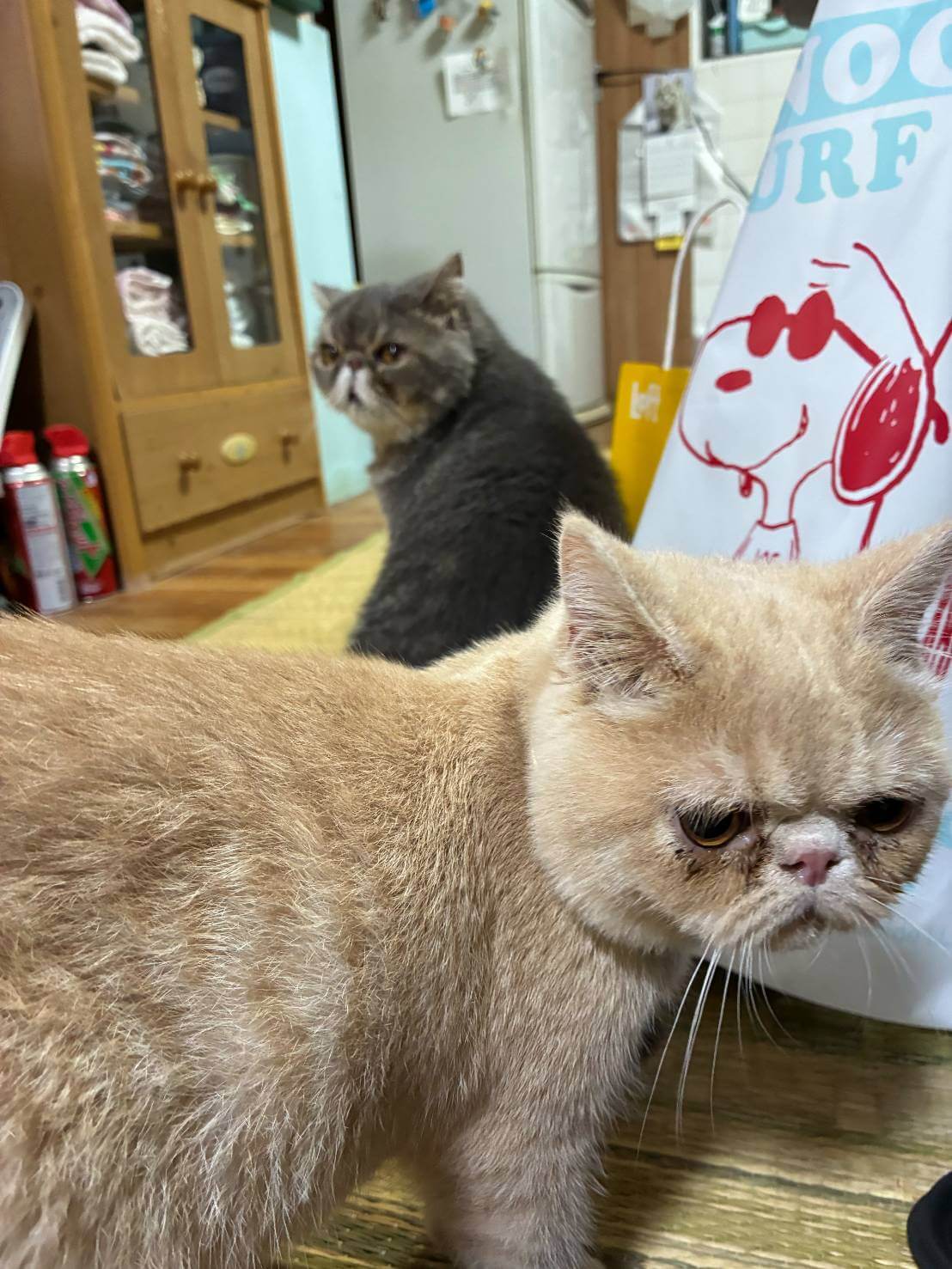 銀&きなこ