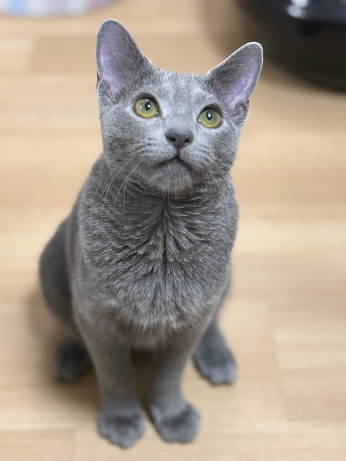 シャオ