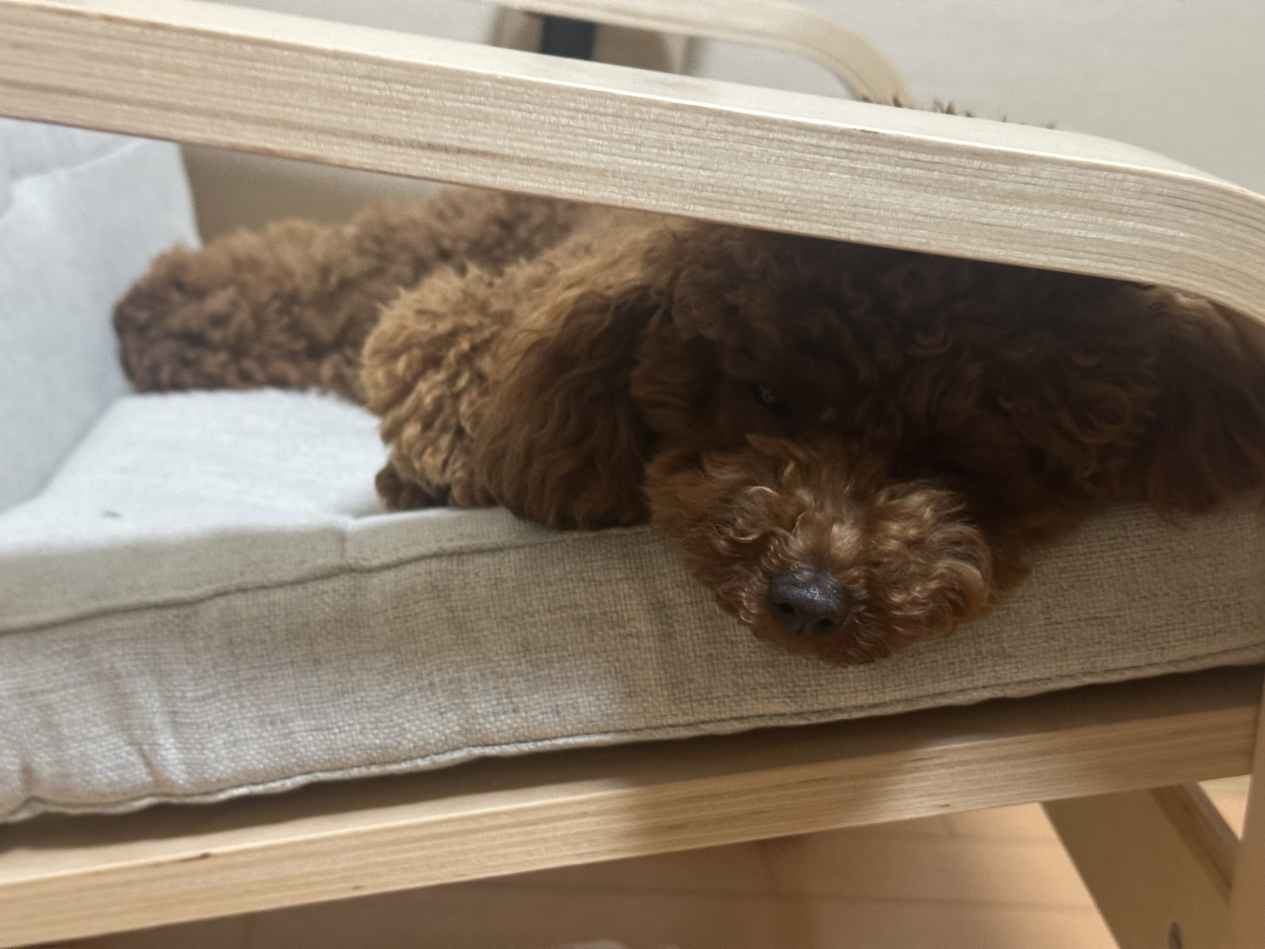 あずき