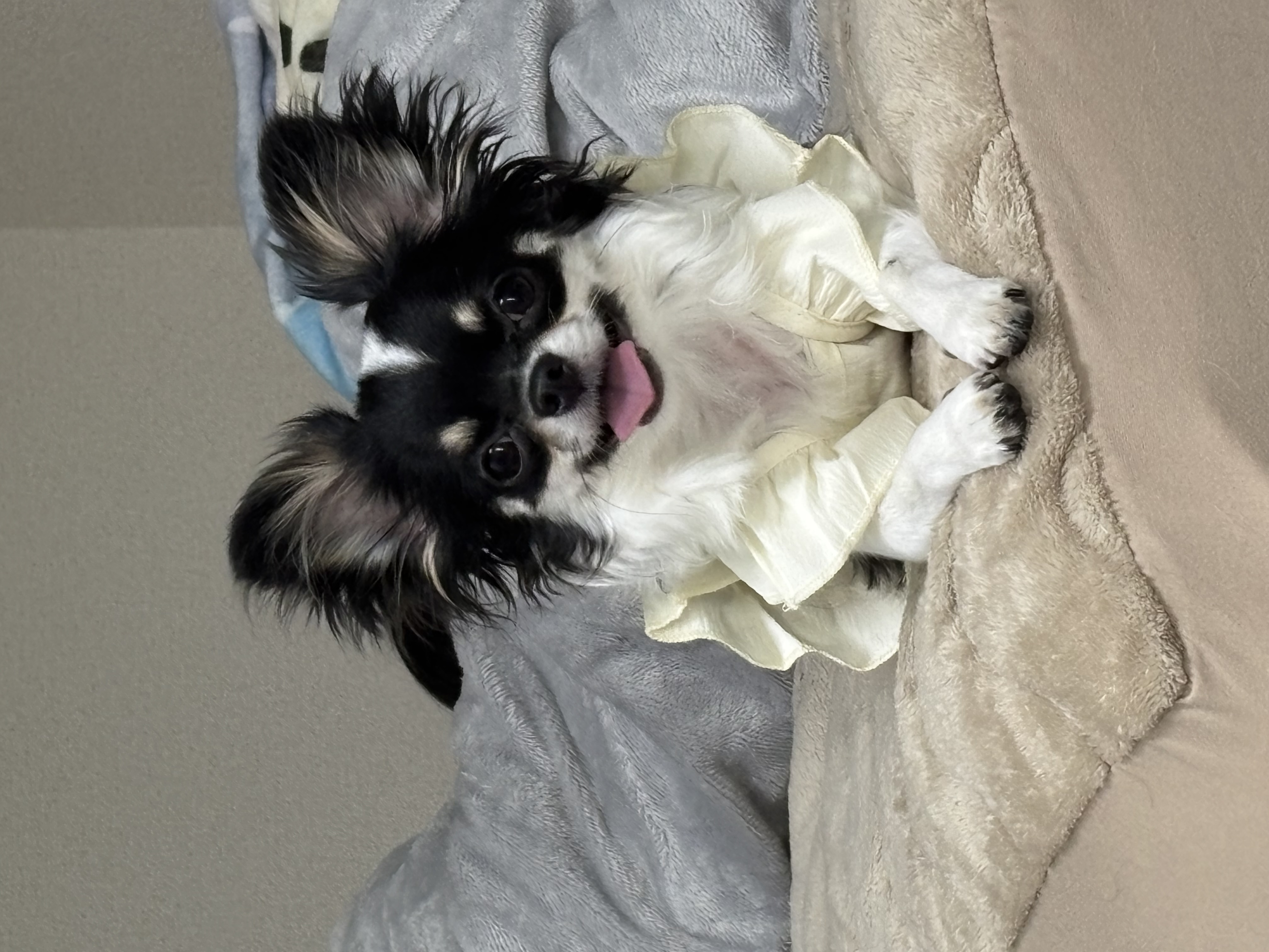 ピノ