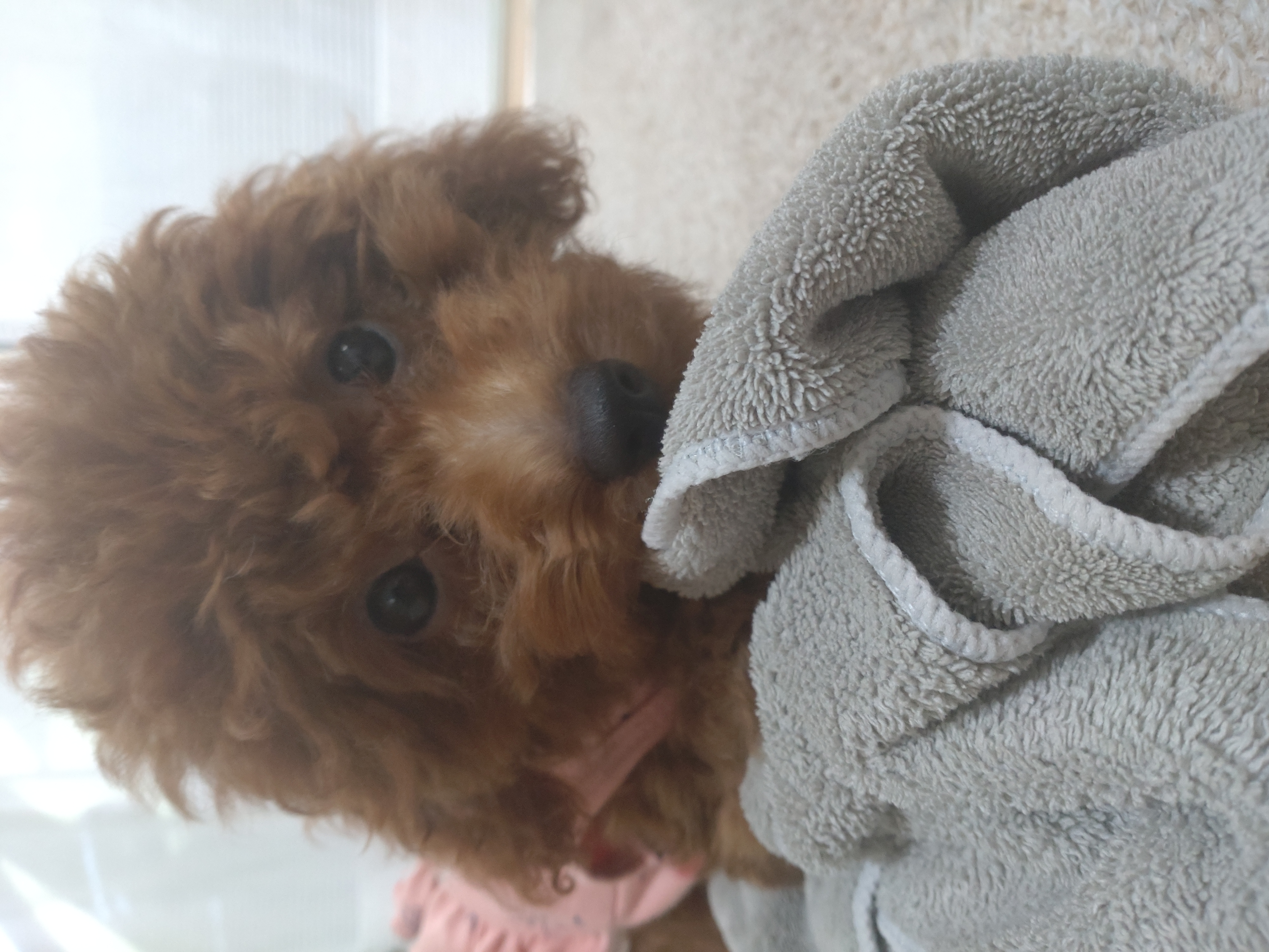 ナナ