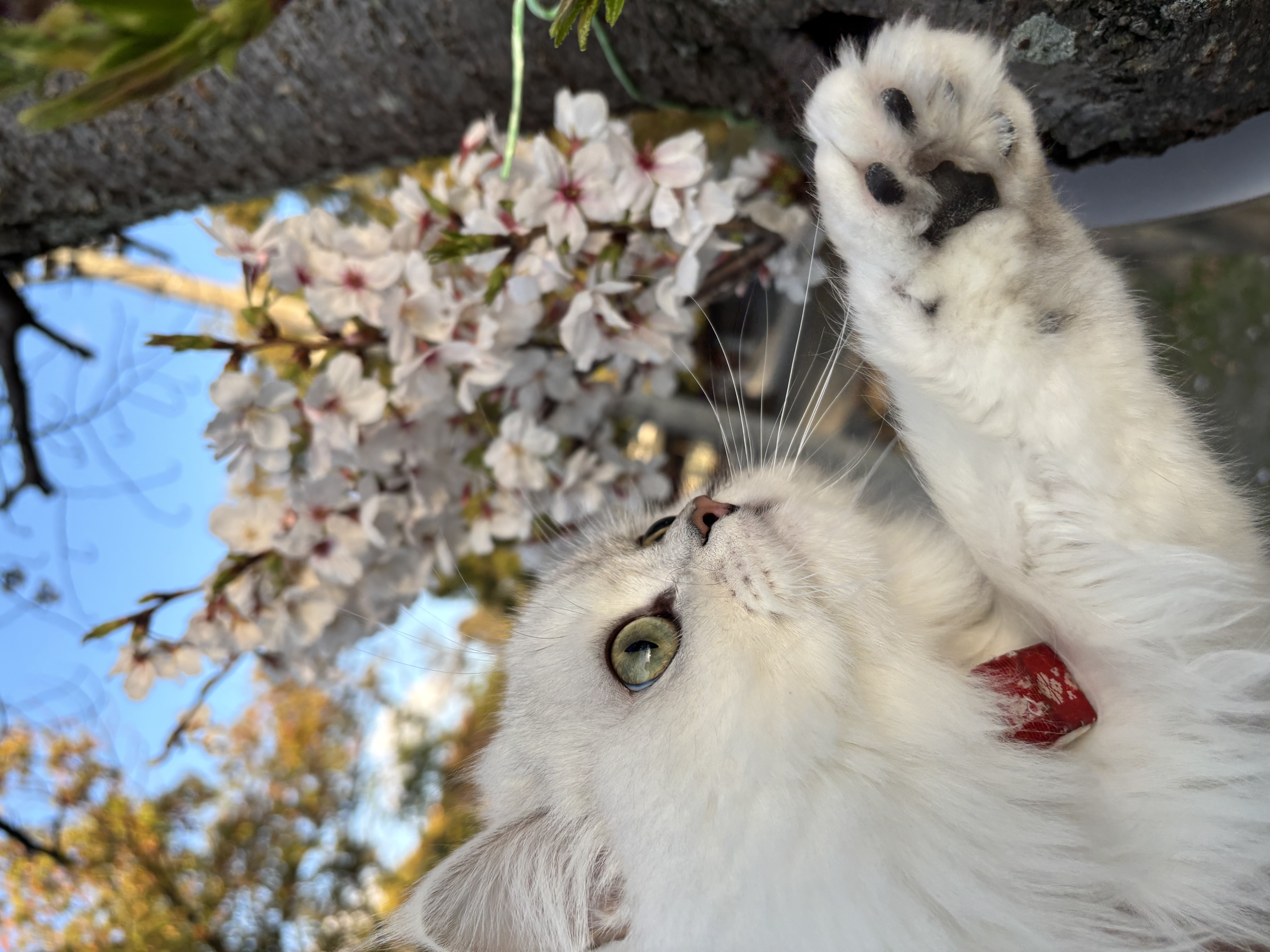 ポップ