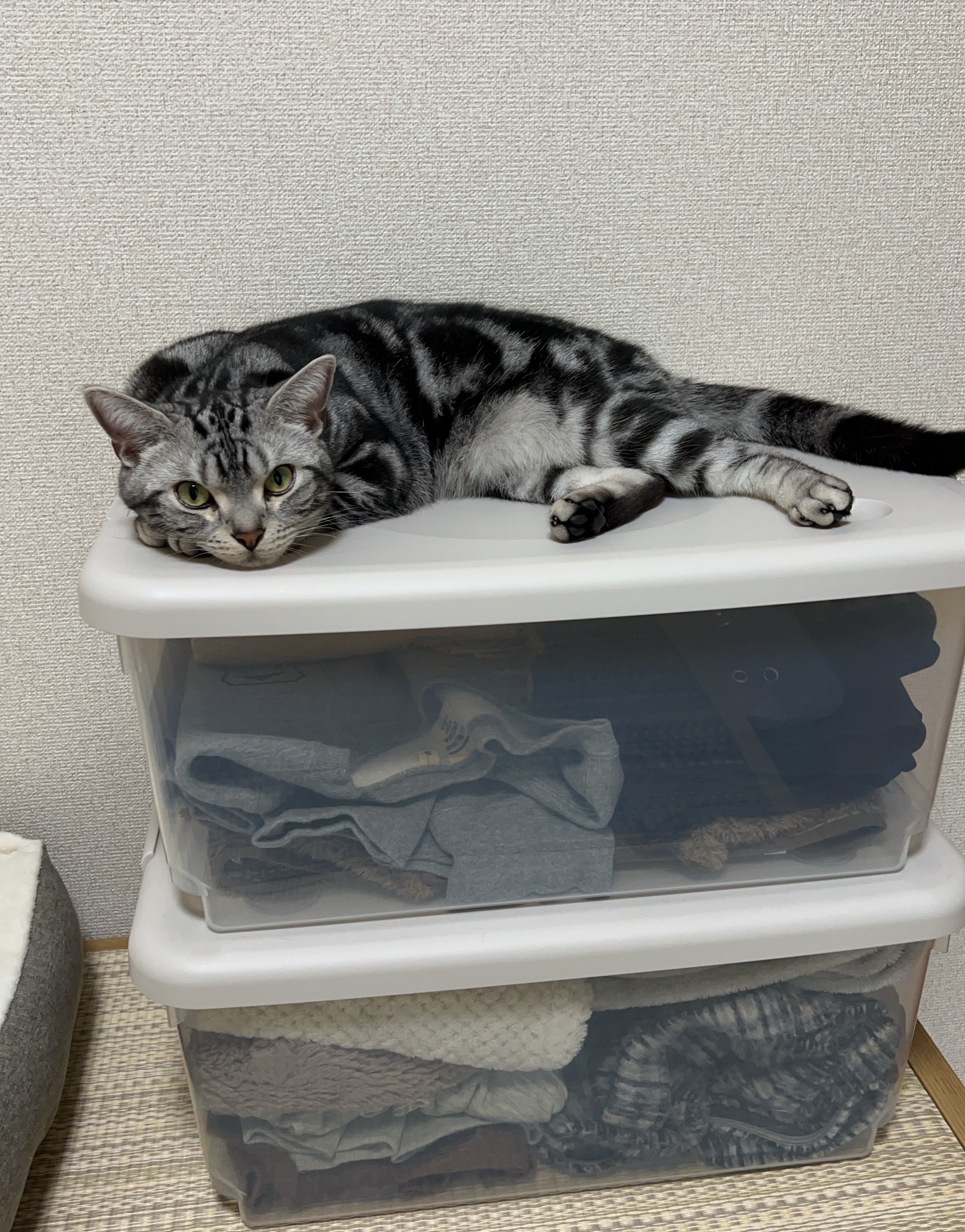 こてつ