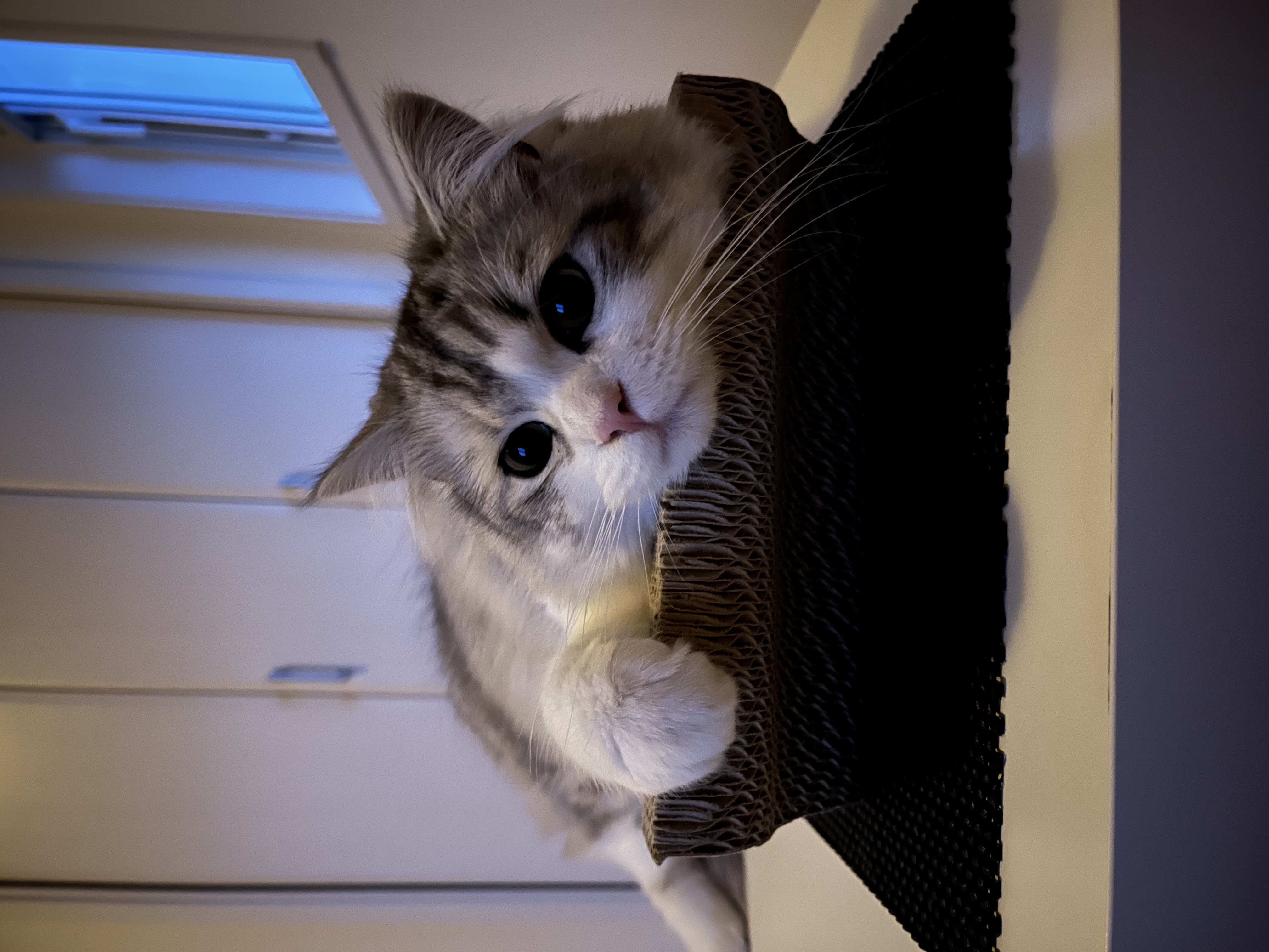 ウル