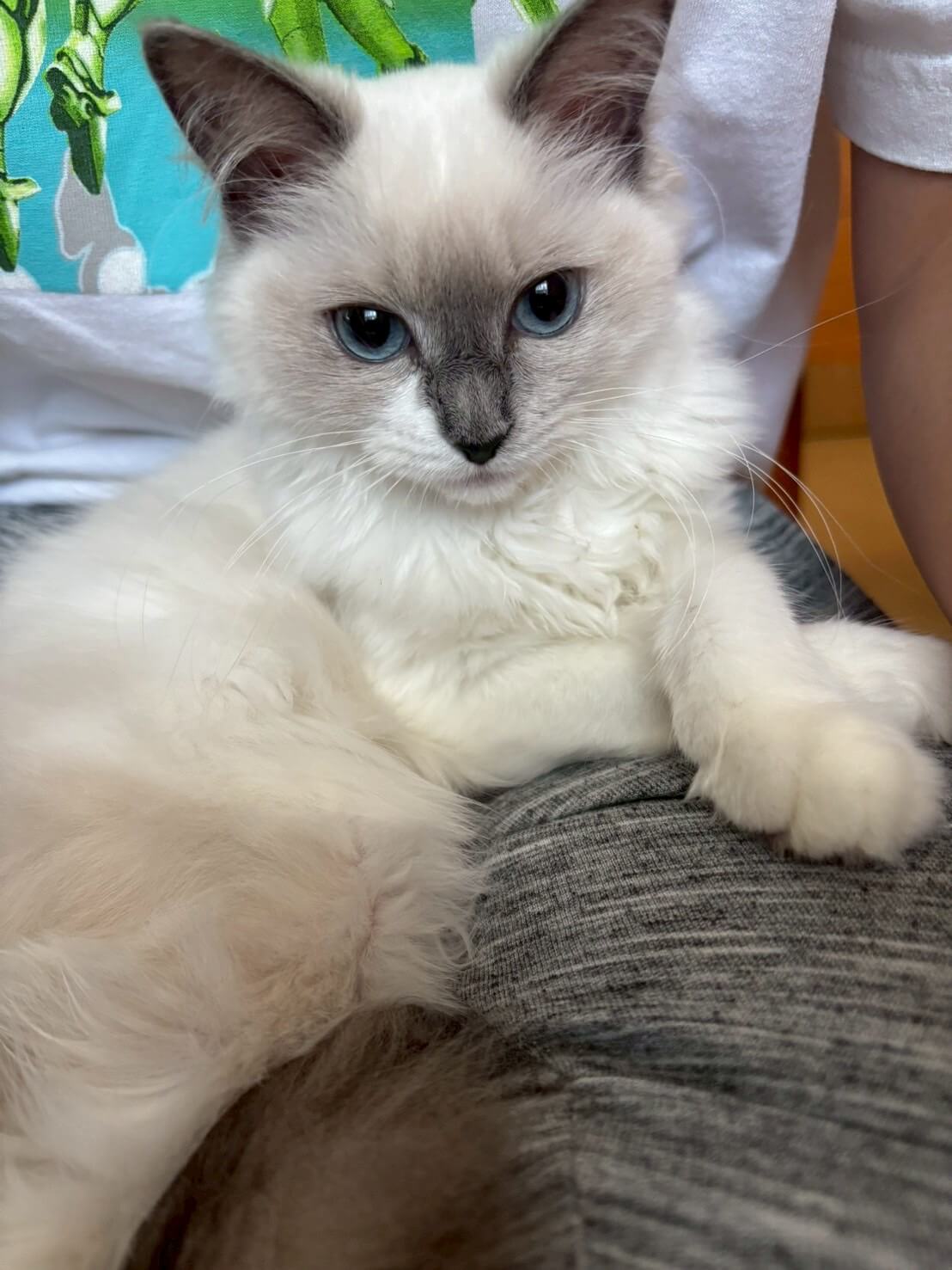 ルナ